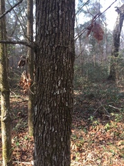 Quercus austrina