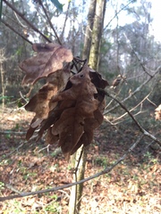 Quercus austrina