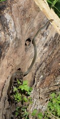 Masticophis schotti ruthveni