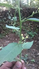 Baliospermum solanifolium