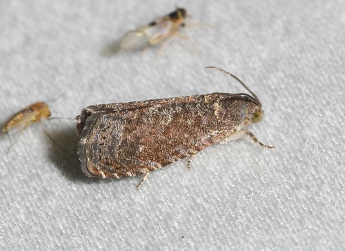 Oriental Fruit Moth