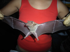 Leptonycteris nivalis