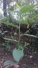 Baliospermum solanifolium