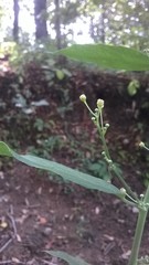 Baliospermum solanifolium