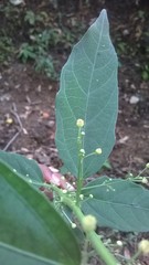 Baliospermum solanifolium