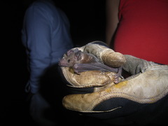 Leptonycteris nivalis