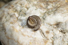 Pachyiulus asiaeminoris