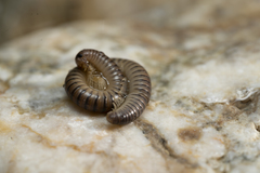 Pachyiulus asiaeminoris