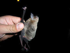 Pteronotus mesoamericanus