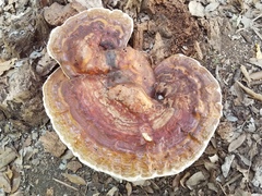Ganoderma martinicense
