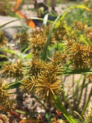 Cyperus odoratus squarrosus
