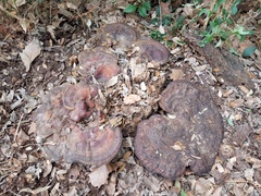 Ganoderma martinicense