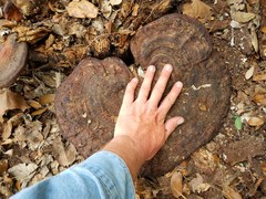 Ganoderma martinicense