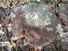 Ganoderma martinicense