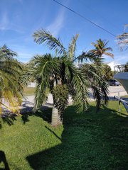 Pseudophoenix sargentii