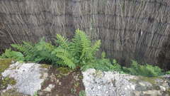 Polypodium interjectum
