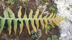 Polypodium interjectum