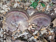 Ganoderma martinicense