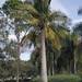 Ravenea rivularis - Photo (c) palmlover,  זכויות יוצרים חלקיות (CC BY-NC), הועלה על ידי palmlover