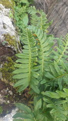 Polypodium interjectum