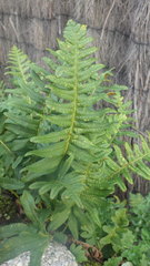 Polypodium interjectum