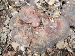 Ganoderma martinicense