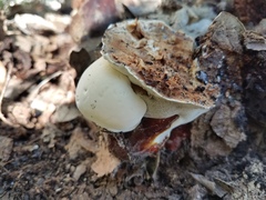 Ganoderma martinicense