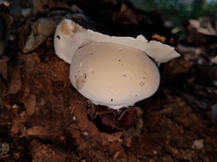 Ganoderma martinicense