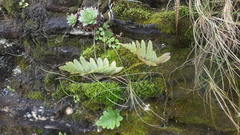 Polypodium interjectum