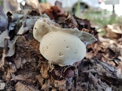 Ganoderma martinicense