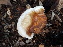 Ganoderma martinicense