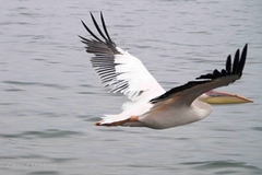 Pelecanus onocrotalus