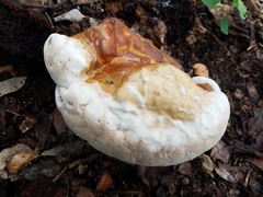 Ganoderma martinicense