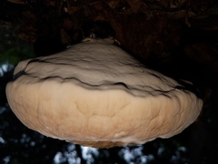 Ganoderma martinicense