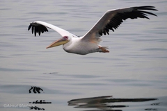 Pelecanus onocrotalus