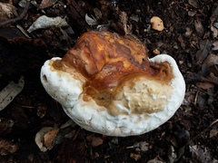Ganoderma martinicense