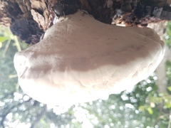 Ganoderma martinicense