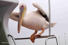 Pelecanus onocrotalus