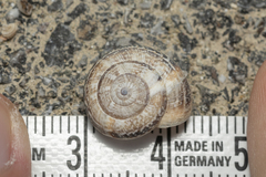 Xerocrassa cretica