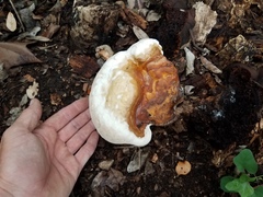 Ganoderma martinicense