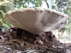 Ganoderma martinicense