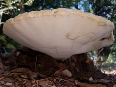 Ganoderma martinicense