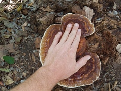 Ganoderma martinicense