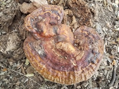 Ganoderma martinicense