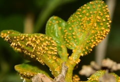 Puccinia withaniae