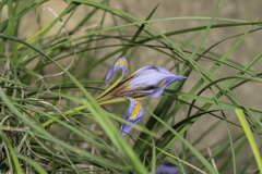 Iris unguicularis carica