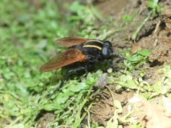Pelecorhynchus hualqui