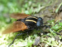 Pelecorhynchus hualqui