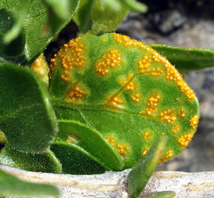 Puccinia withaniae