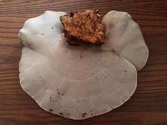 Ganoderma martinicense